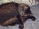 Mainecoon's Avatar