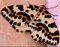 kirstyt's Avatar