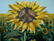 A13's Avatar