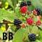 BlessedBackyard's Avatar