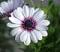 Daisy_Love's Avatar
